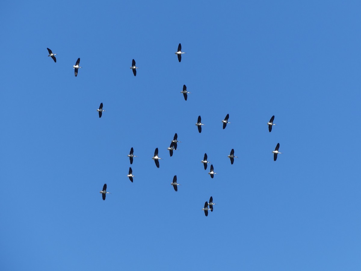 ibis slámokrký - ML619215411
