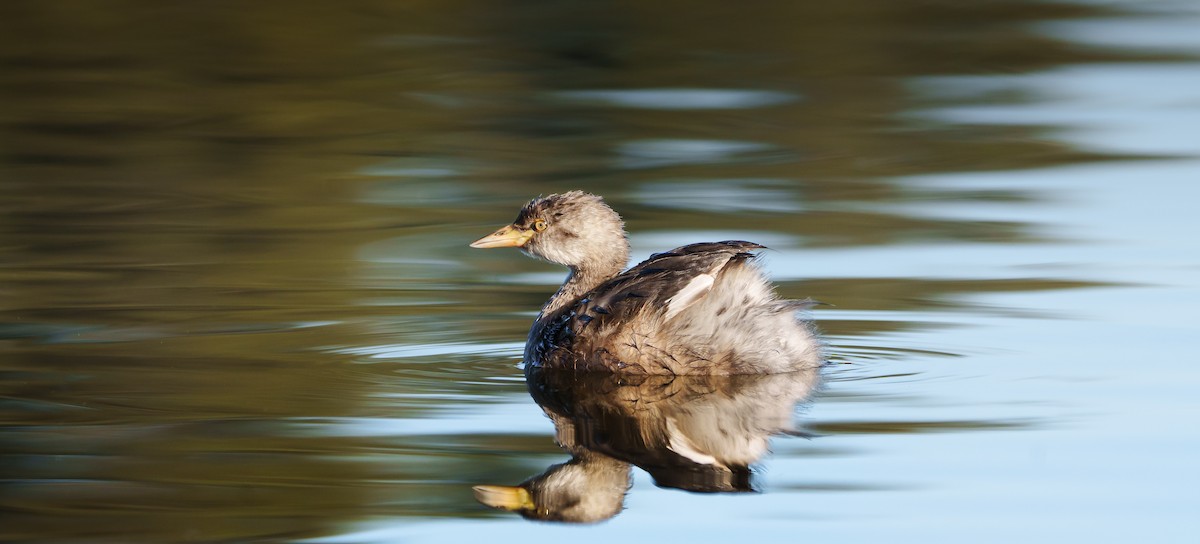 Australasian Grebe - Ben Milbourne