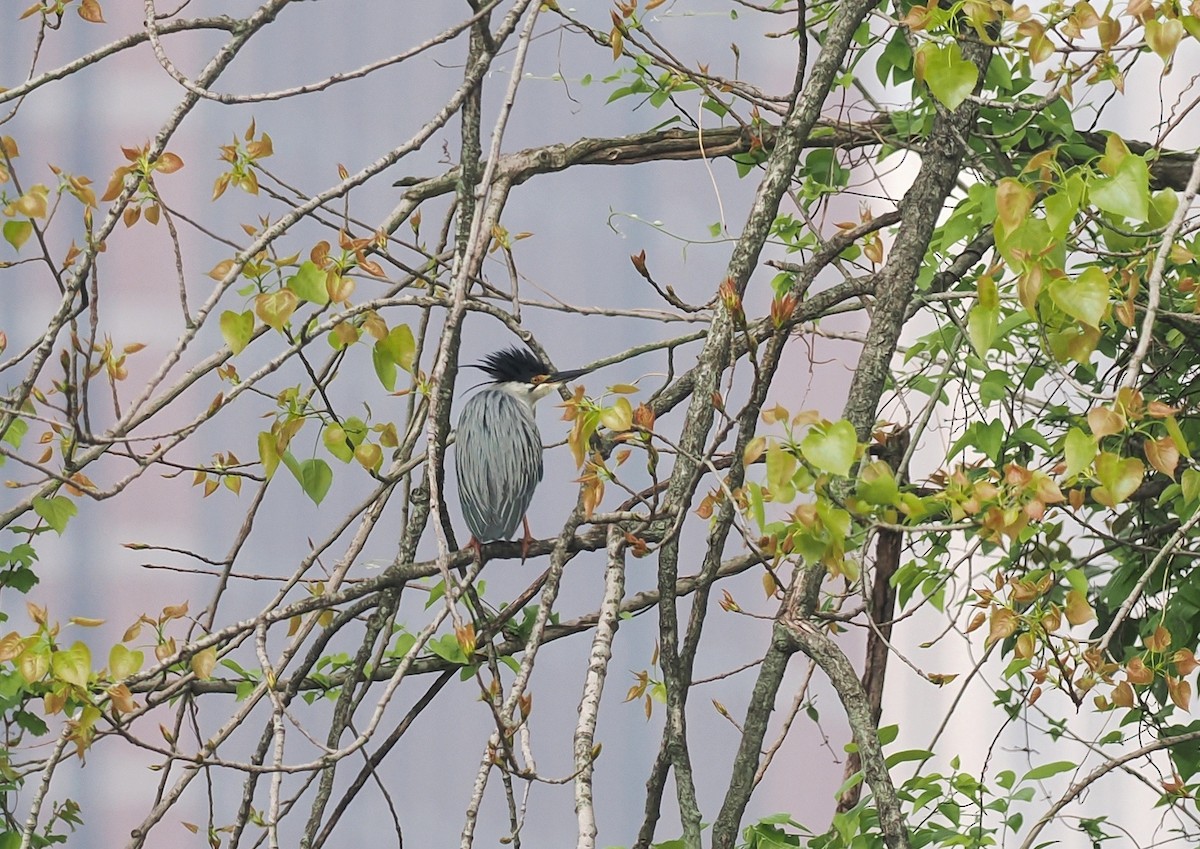 Striated Heron - 浙江 重要鸟讯汇整