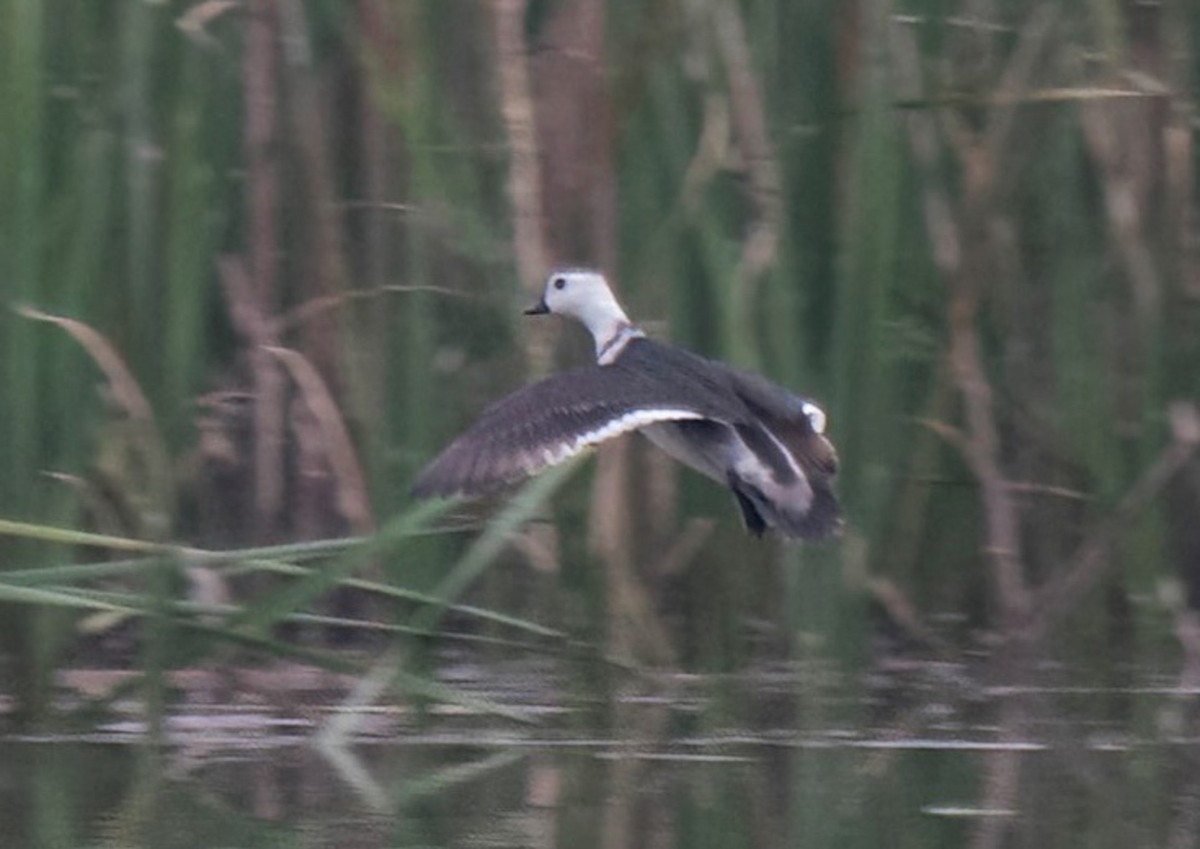 Cotton Pygmy-Goose - ML619215443