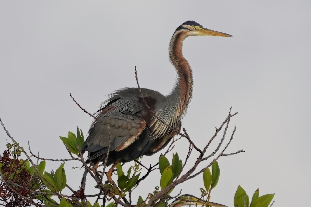 Purple Heron - Daniel Json