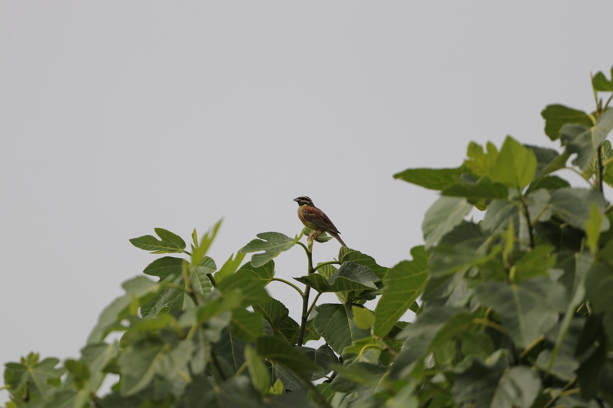 Cirl Bunting - Dimitris Siolos