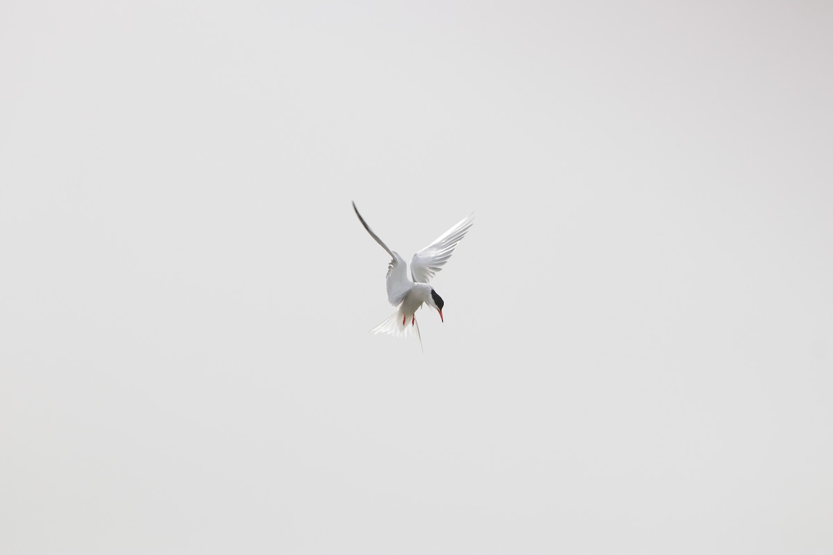 Common Tern - Dimitris Siolos