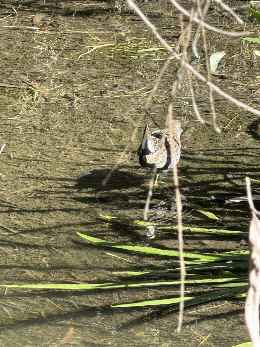 Australian Crake - Zane Wilkinson