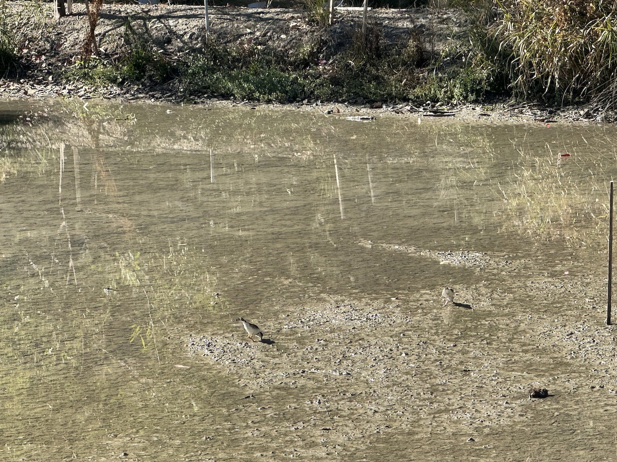 Black-fronted Dotterel - Zane Wilkinson