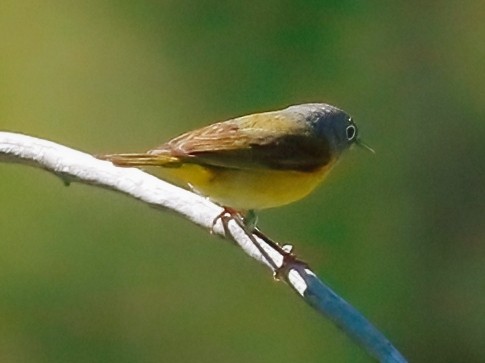 Nashville Warbler - Mark  Ludwick