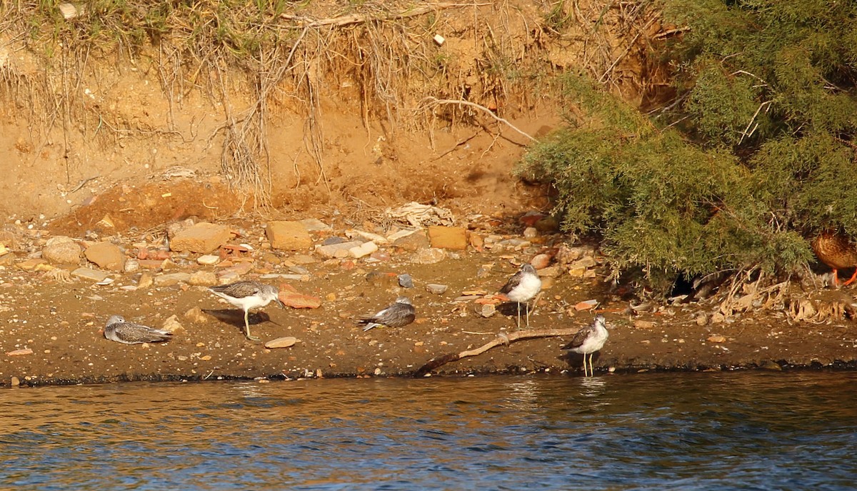 Common Greenshank - ML619215480