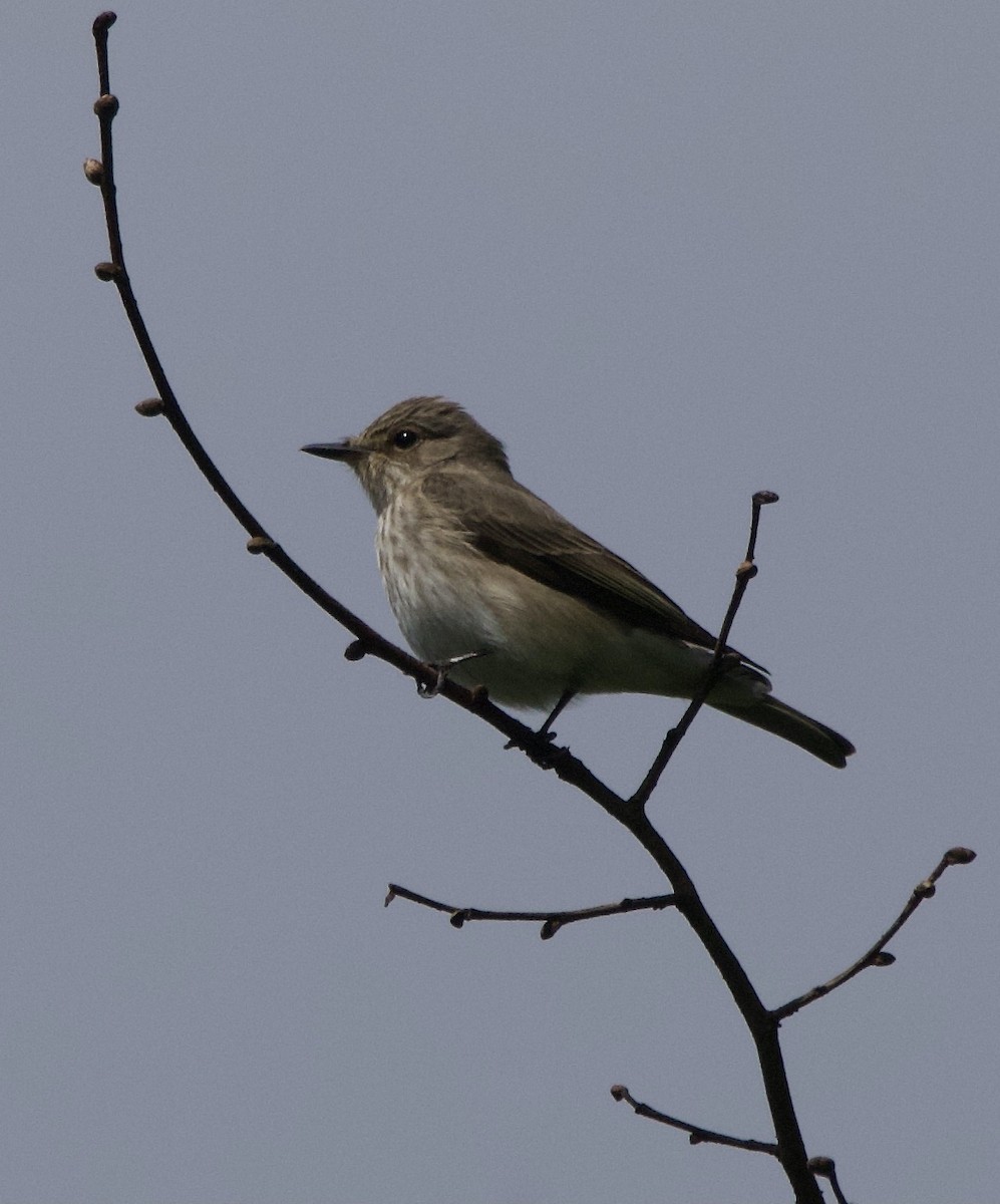 Spotted Flycatcher - Simon  West