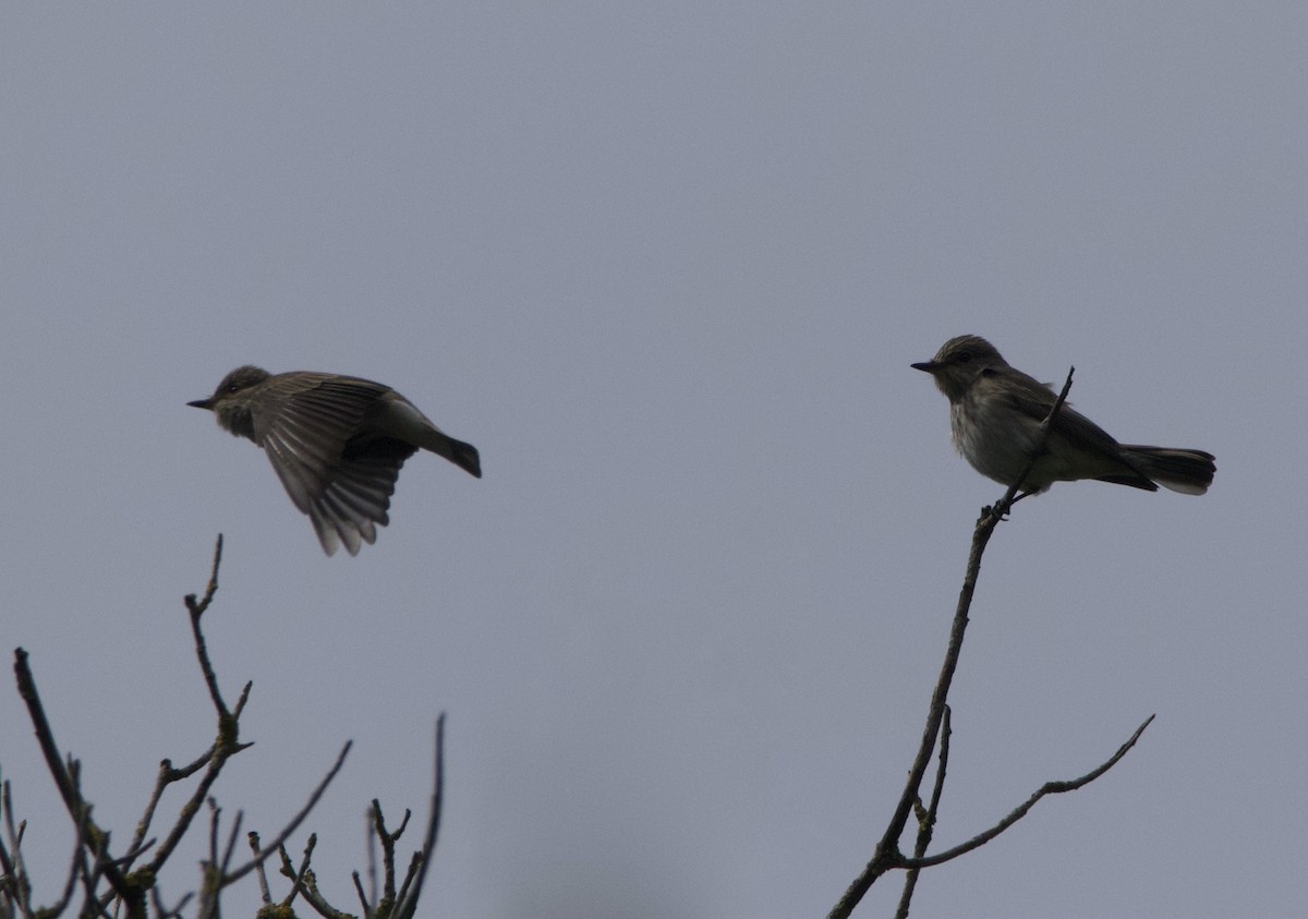 Spotted Flycatcher - ML619215483