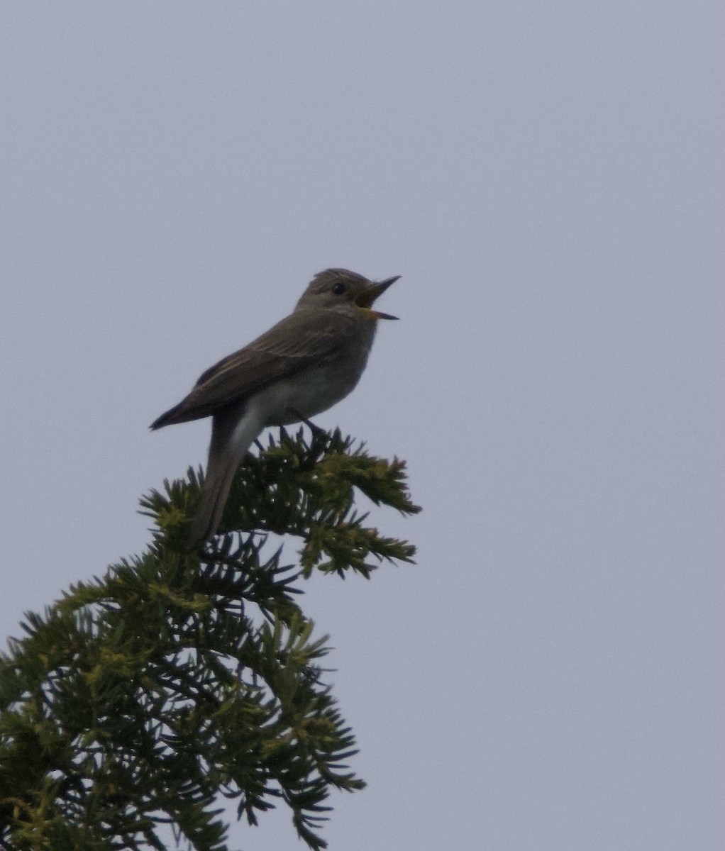 Spotted Flycatcher - ML619215484