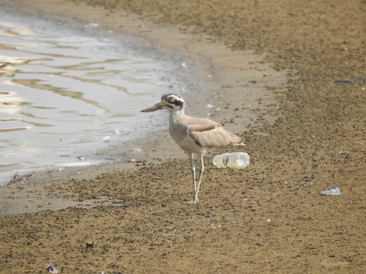 Great Thick-knee - Ranjeet Singh