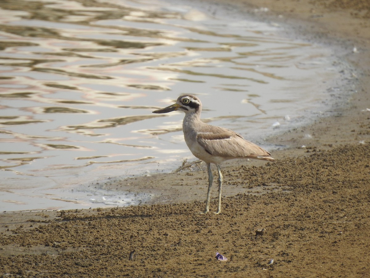 Great Thick-knee - Ranjeet Singh