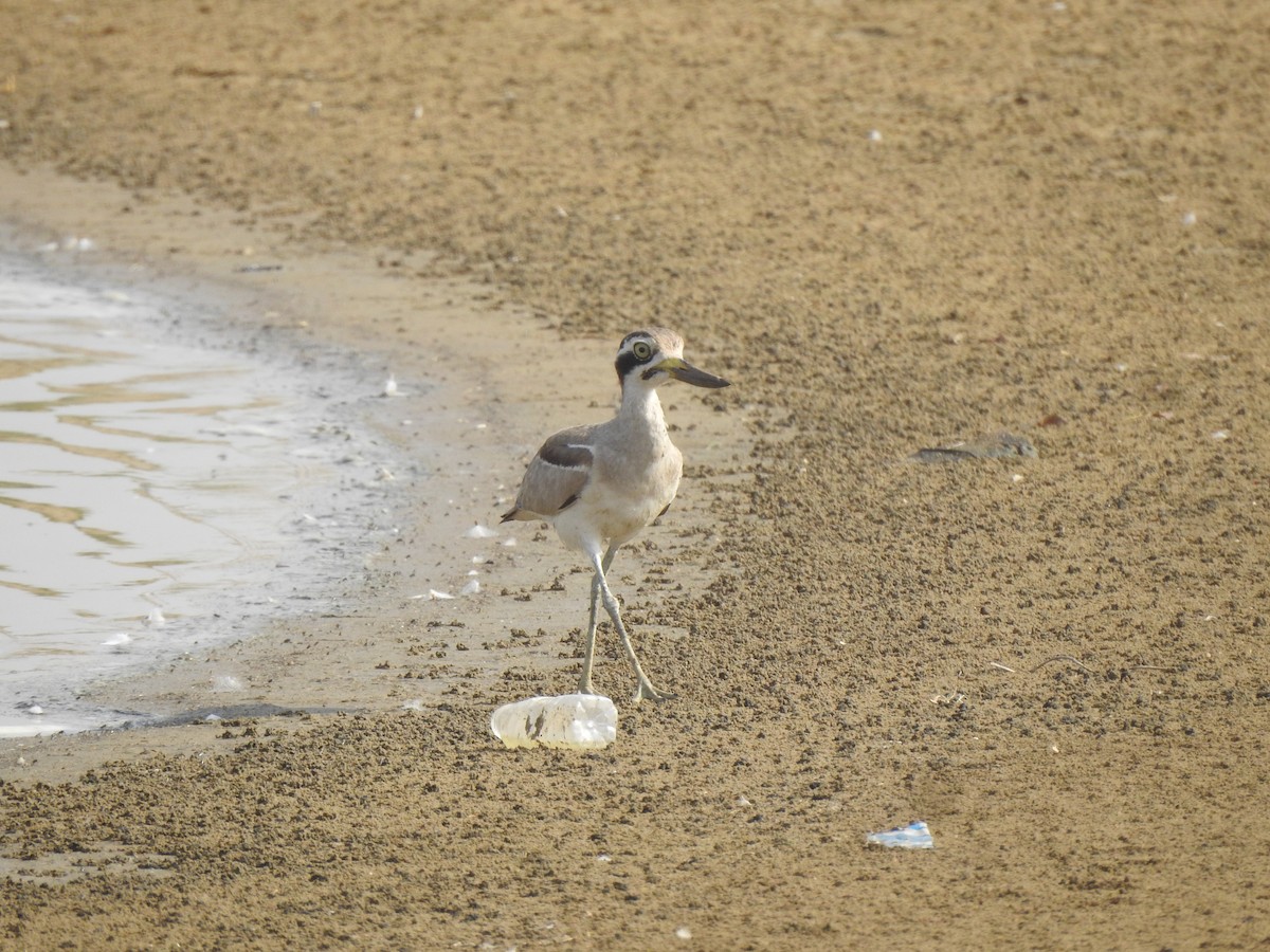 Great Thick-knee - Ranjeet Singh