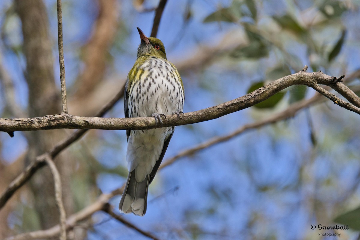 Olive-backed Oriole - Martin Snowball