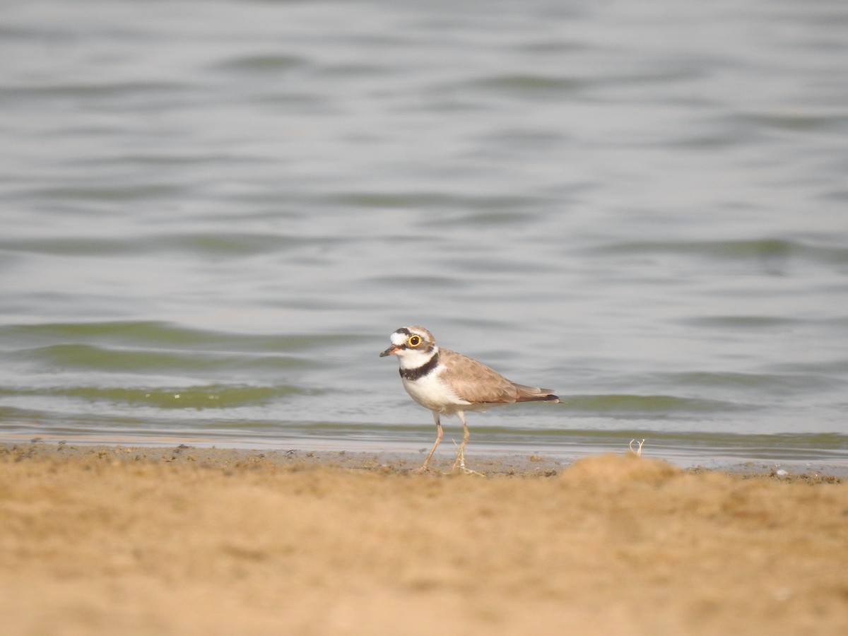 Little Ringed Plover - Ranjeet Singh