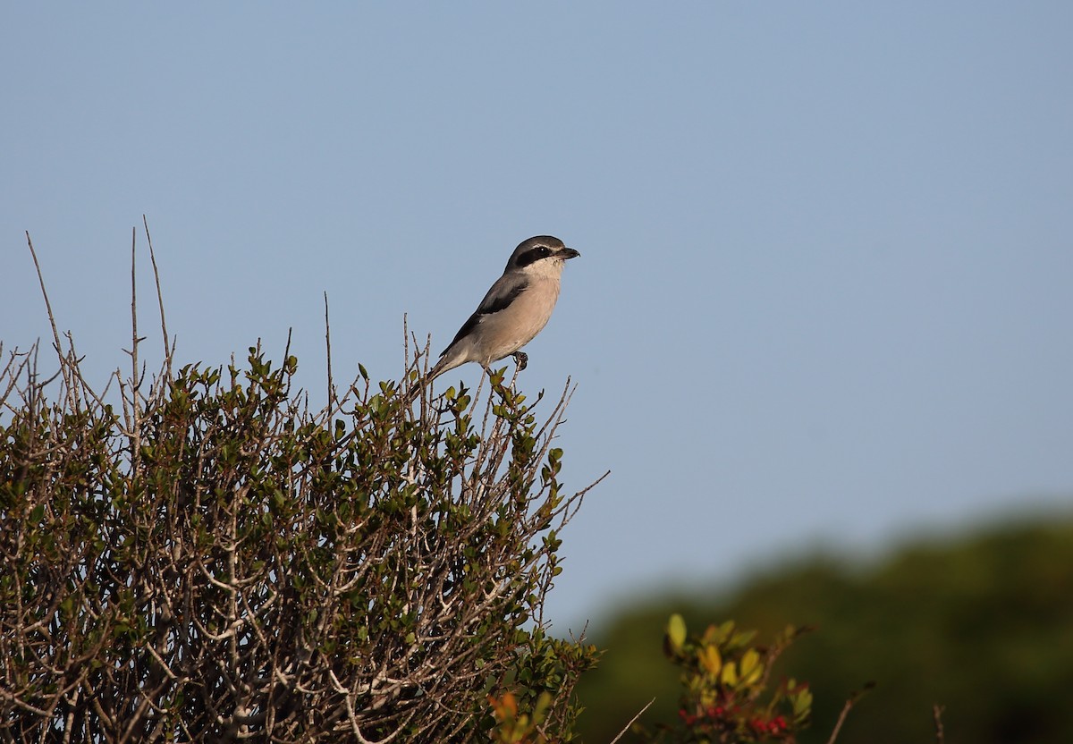 Iberian Gray Shrike - Yannick FRANCOIS