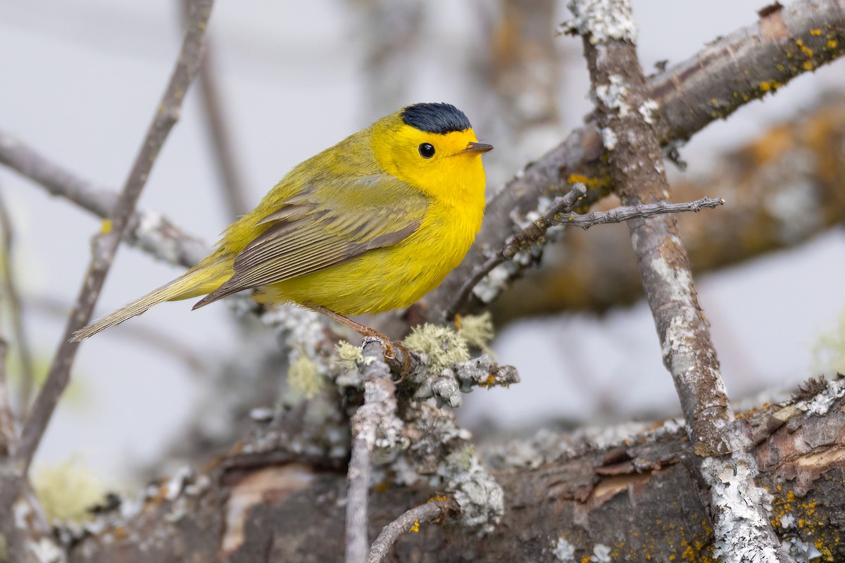 Wilson's Warbler - Jeff Dyck