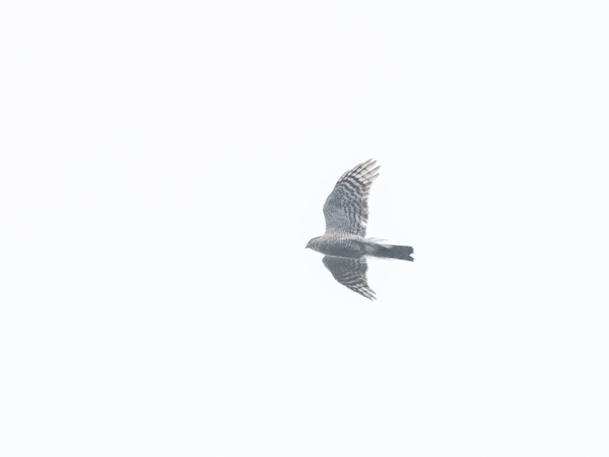 Eurasian Sparrowhawk - Boris Georgi