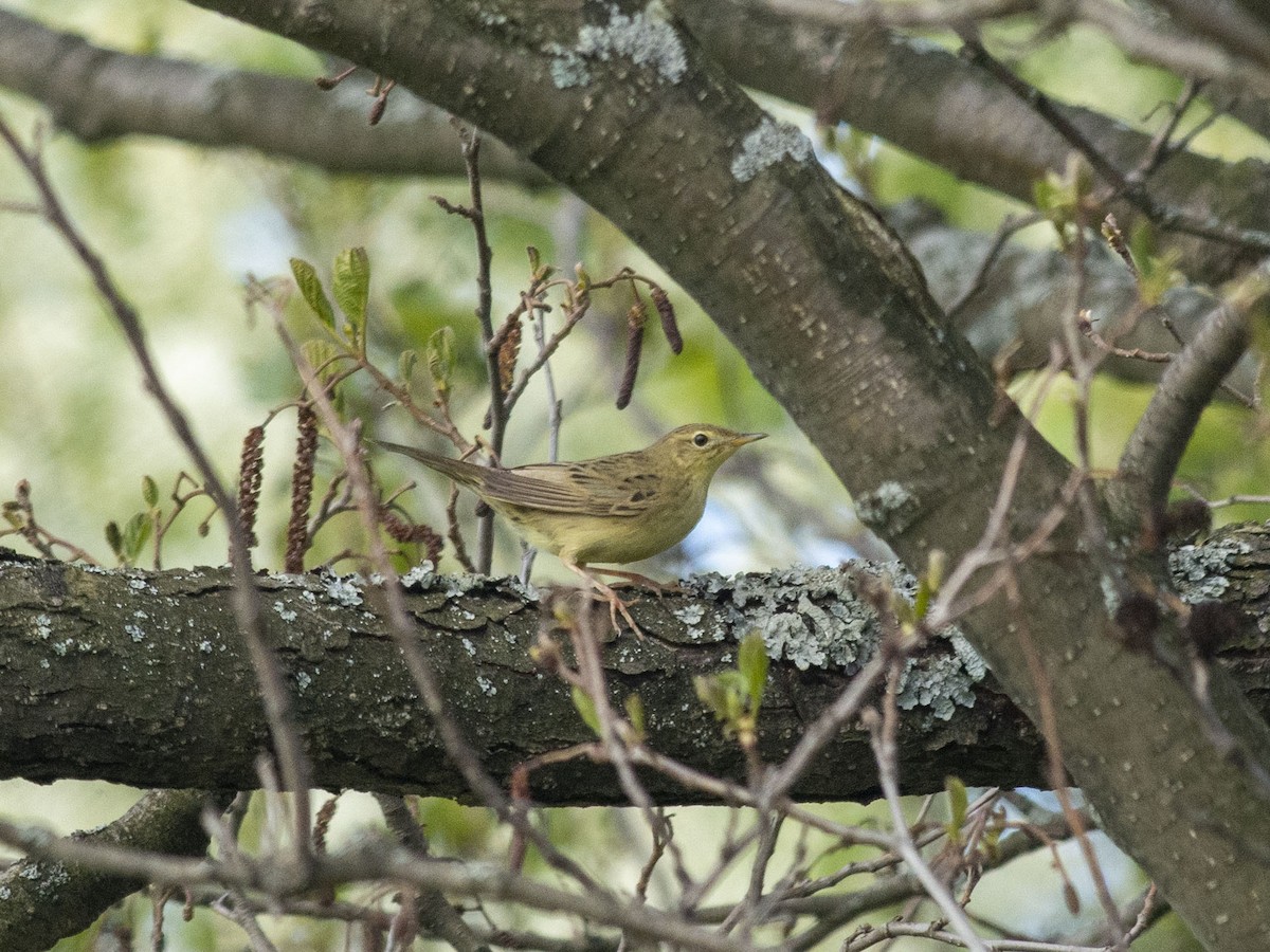 Common Grasshopper Warbler - Boris Georgi