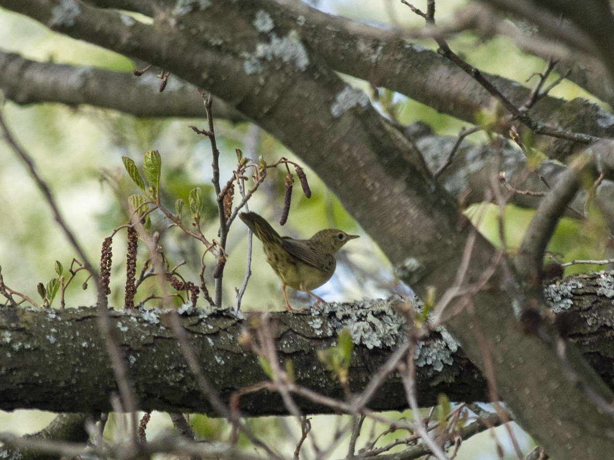 Common Grasshopper Warbler - Boris Georgi