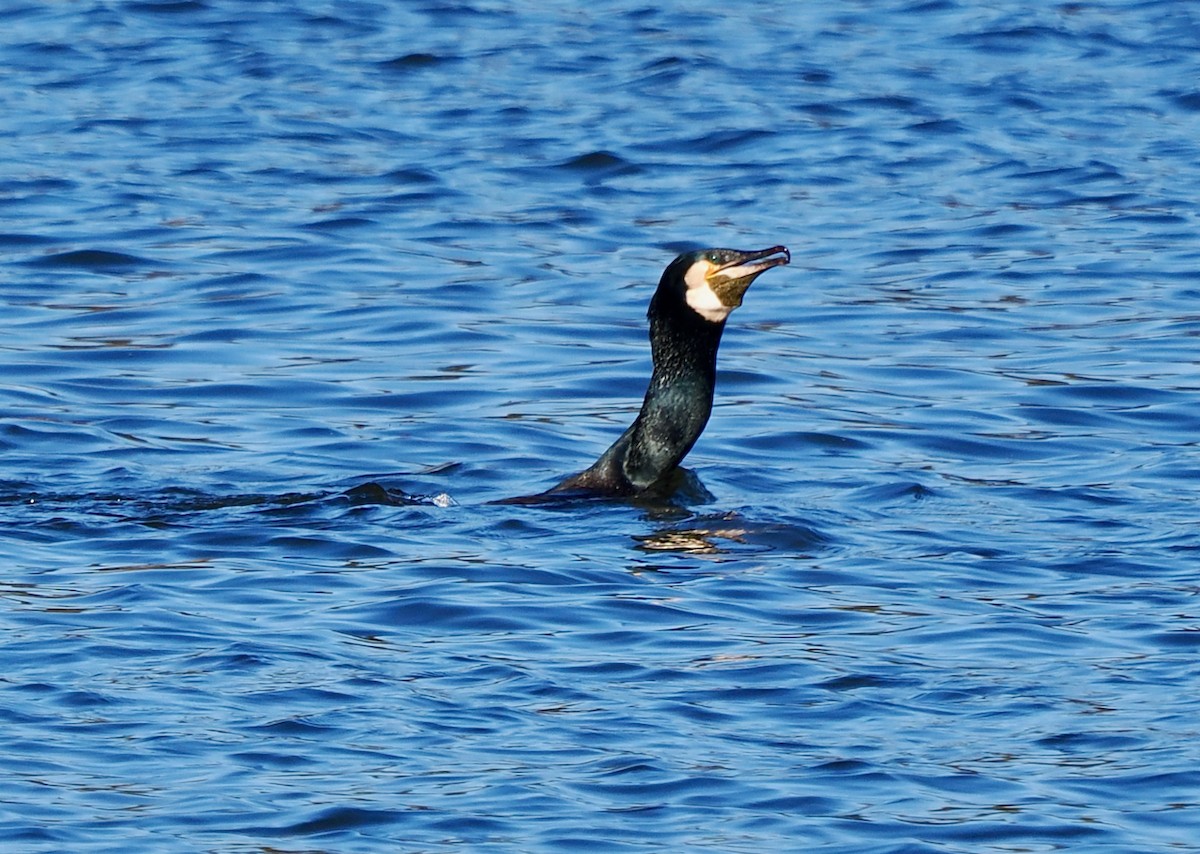 kormorán velký (ssp. novaehollandiae) - ML619215559