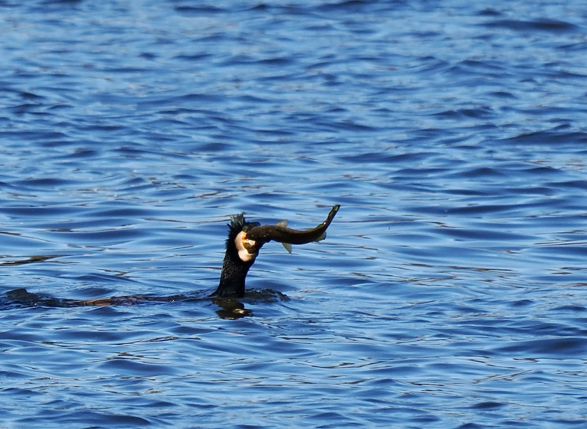 kormorán velký (ssp. novaehollandiae) - ML619215561