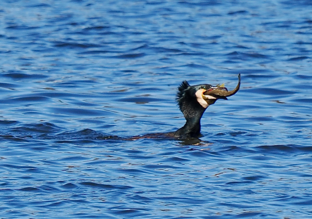 kormorán velký (ssp. novaehollandiae) - ML619215564