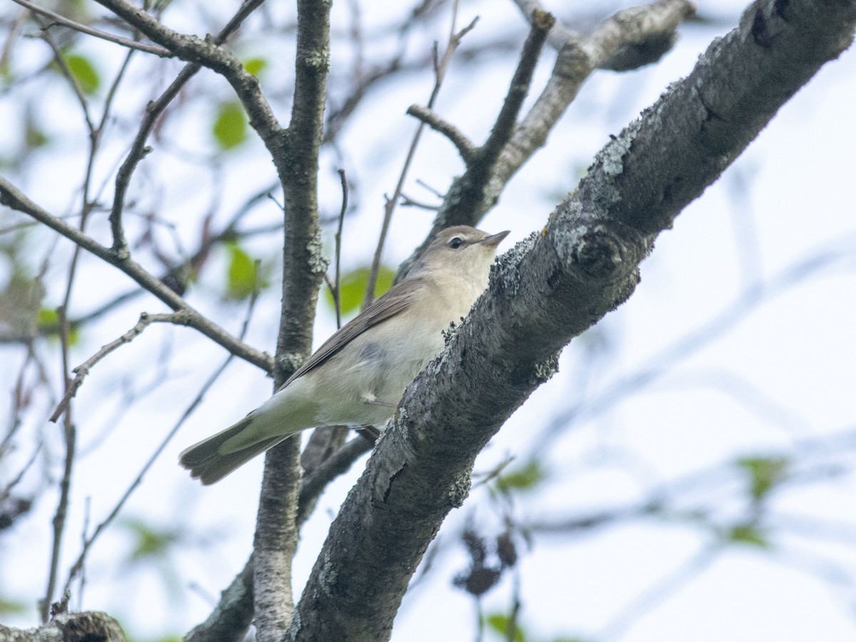 Garden Warbler - Boris Georgi