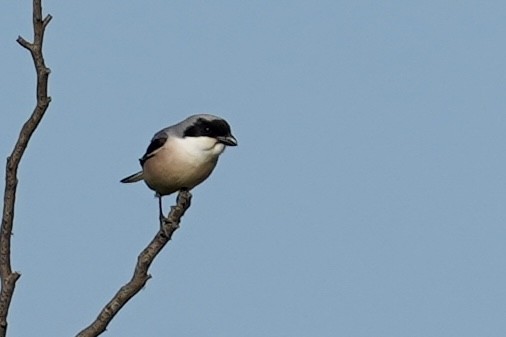 Lesser Gray Shrike - Daniel Winzeler