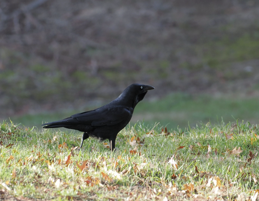 Corbeau de Tasmanie - ML619215590