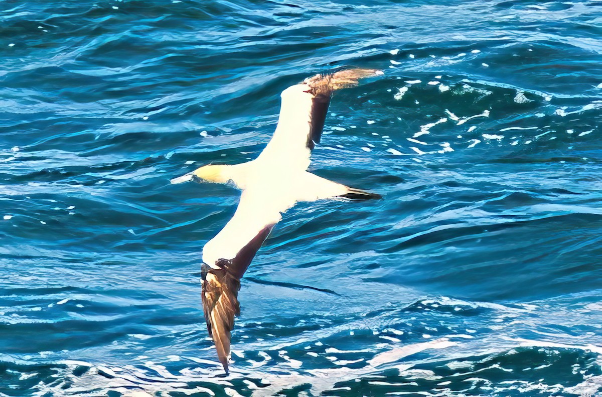 Australasian Gannet - Alfons  Lawen