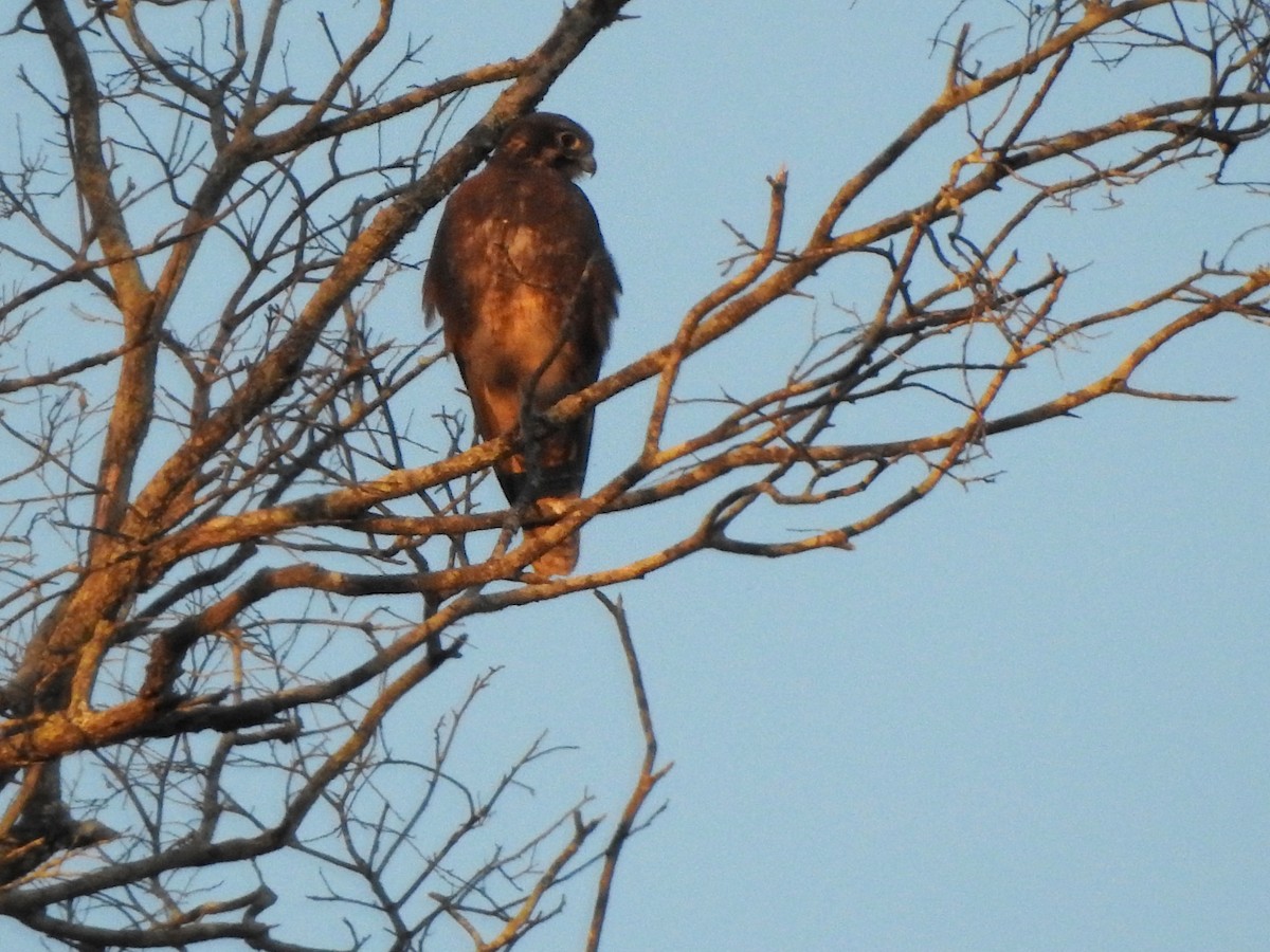 Brown Falcon - Marie Tarrant