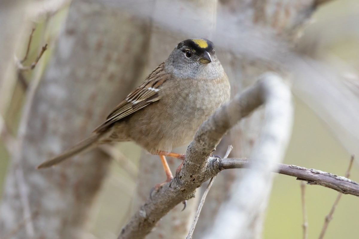 Golden-crowned Sparrow - Jeff Dyck