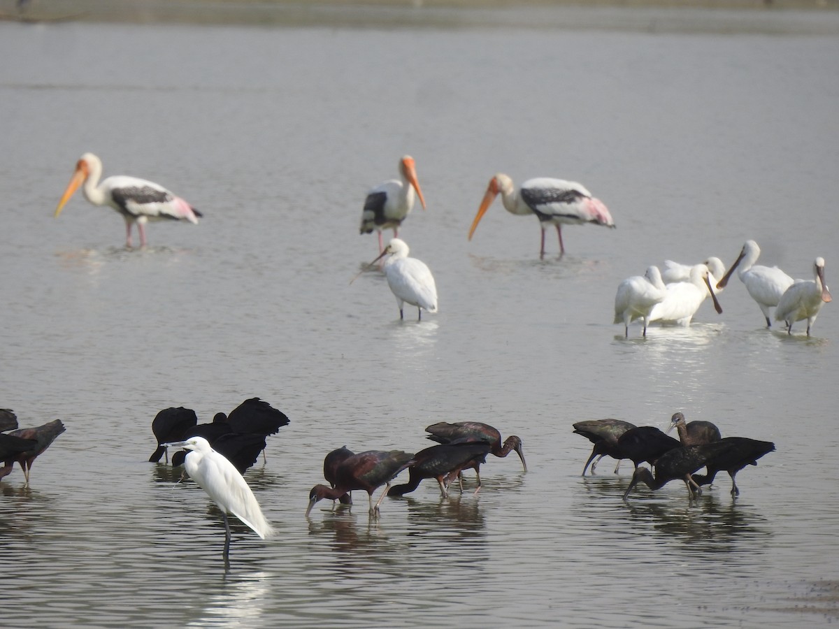 Glossy Ibis - Ranjeet Singh