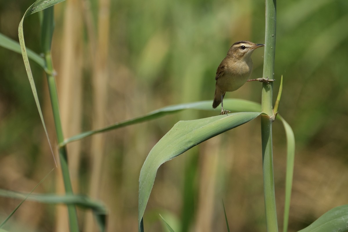 Black-browed Reed Warbler - LiCheng Wang
