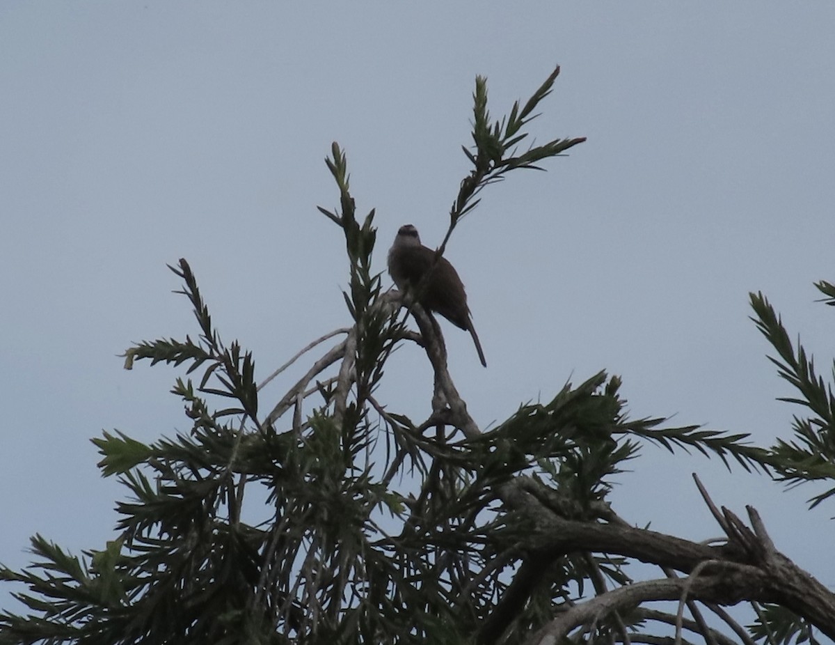 Yellow-vented Bulbul - Dominique Dodge-Wan