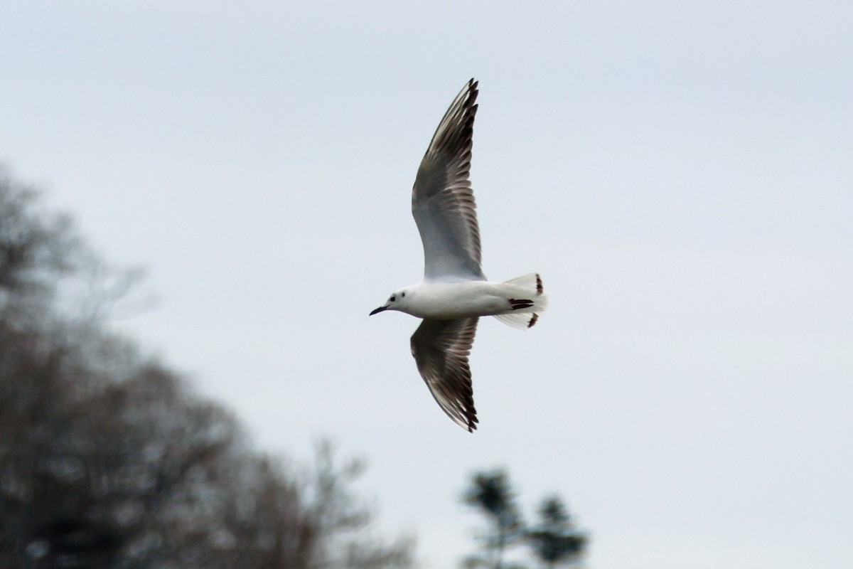 Black-headed Gull - ML619215670