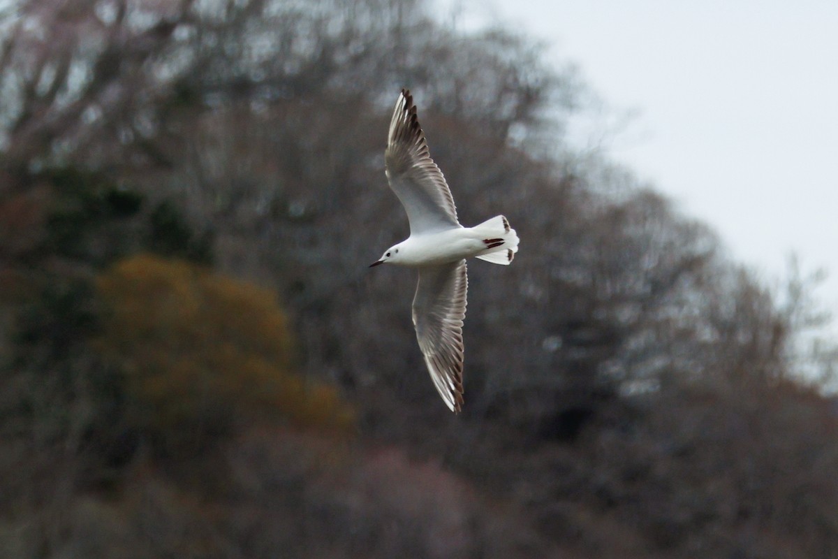 Black-headed Gull - 佑淇 陳