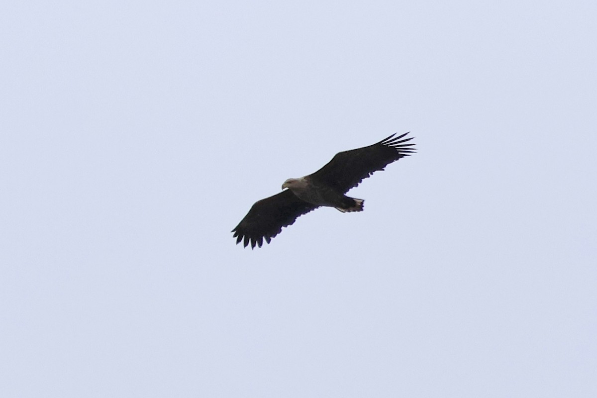 White-tailed Eagle - 佑淇 陳