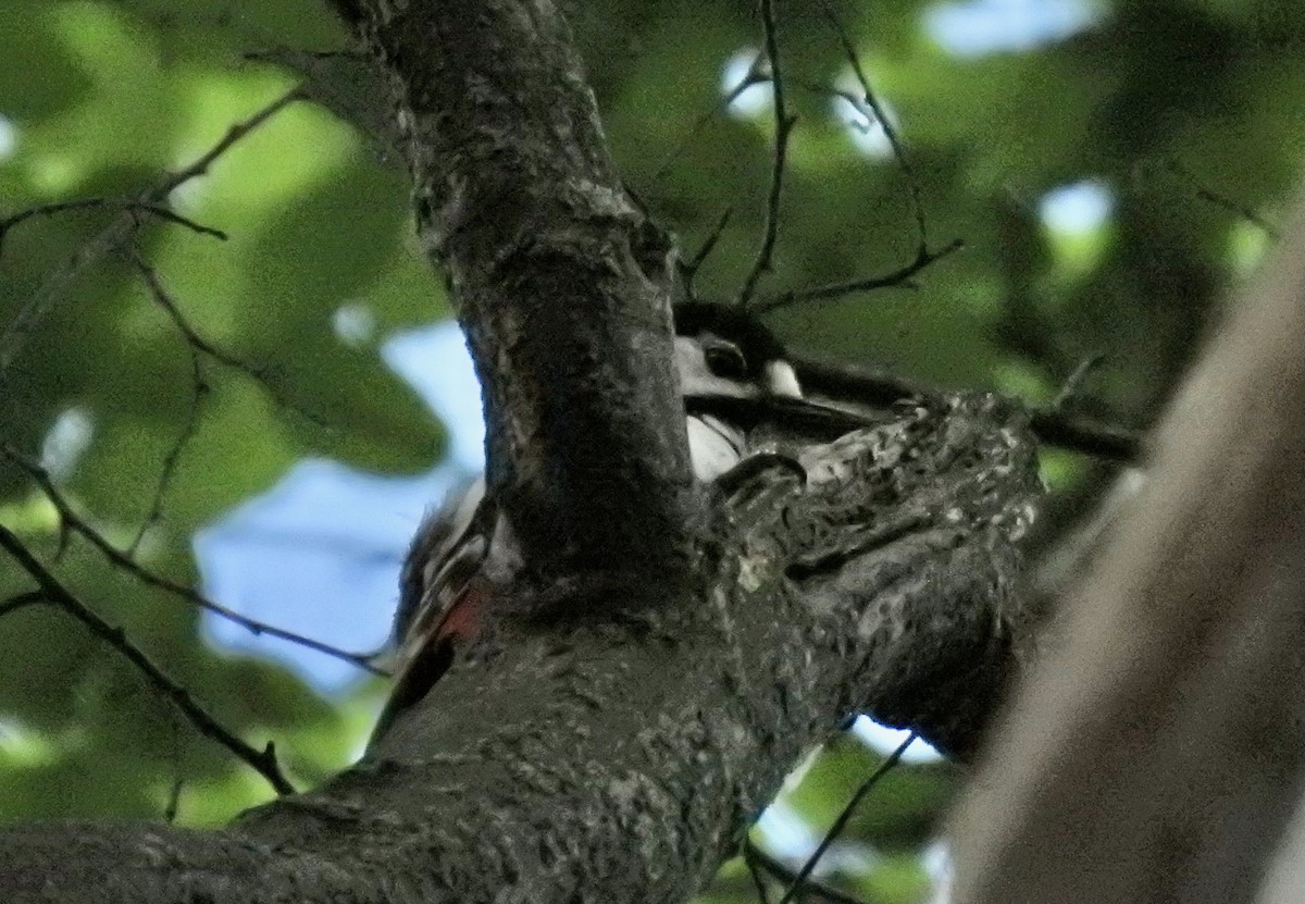 Great Spotted Woodpecker - Keith Gregoire