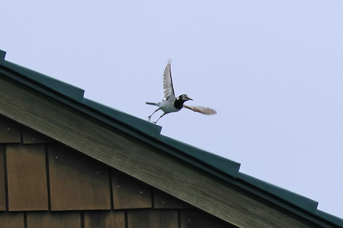 White Wagtail - ML619215702