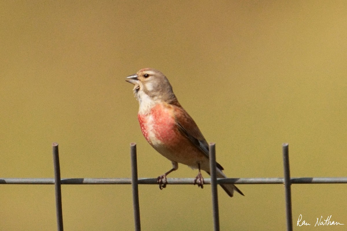 Eurasian Linnet - Ran Nathan