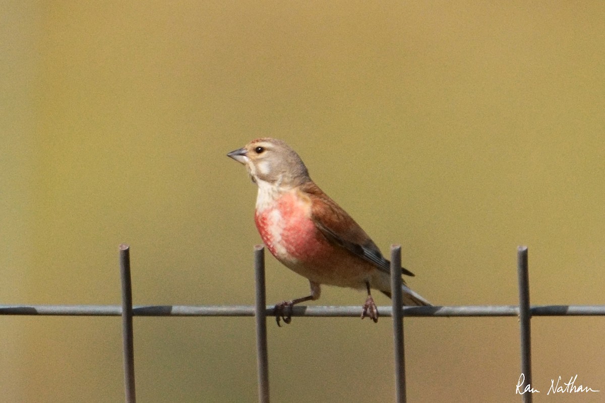 Eurasian Linnet - Ran Nathan