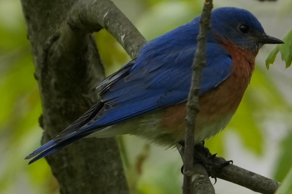 Eastern Bluebird - Emily Mackevicius