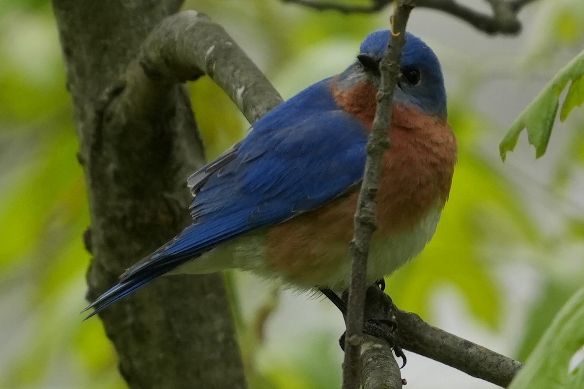 Eastern Bluebird - Emily Mackevicius