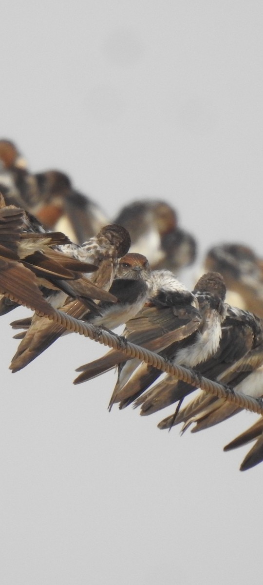 Streak-throated Swallow - Ranjeet Singh