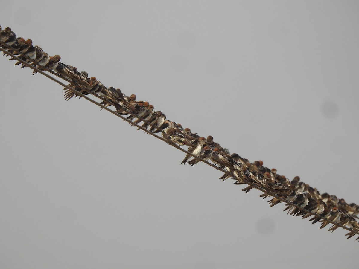 Streak-throated Swallow - Ranjeet Singh