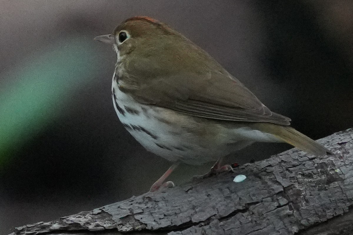 Ovenbird - Emily Mackevicius