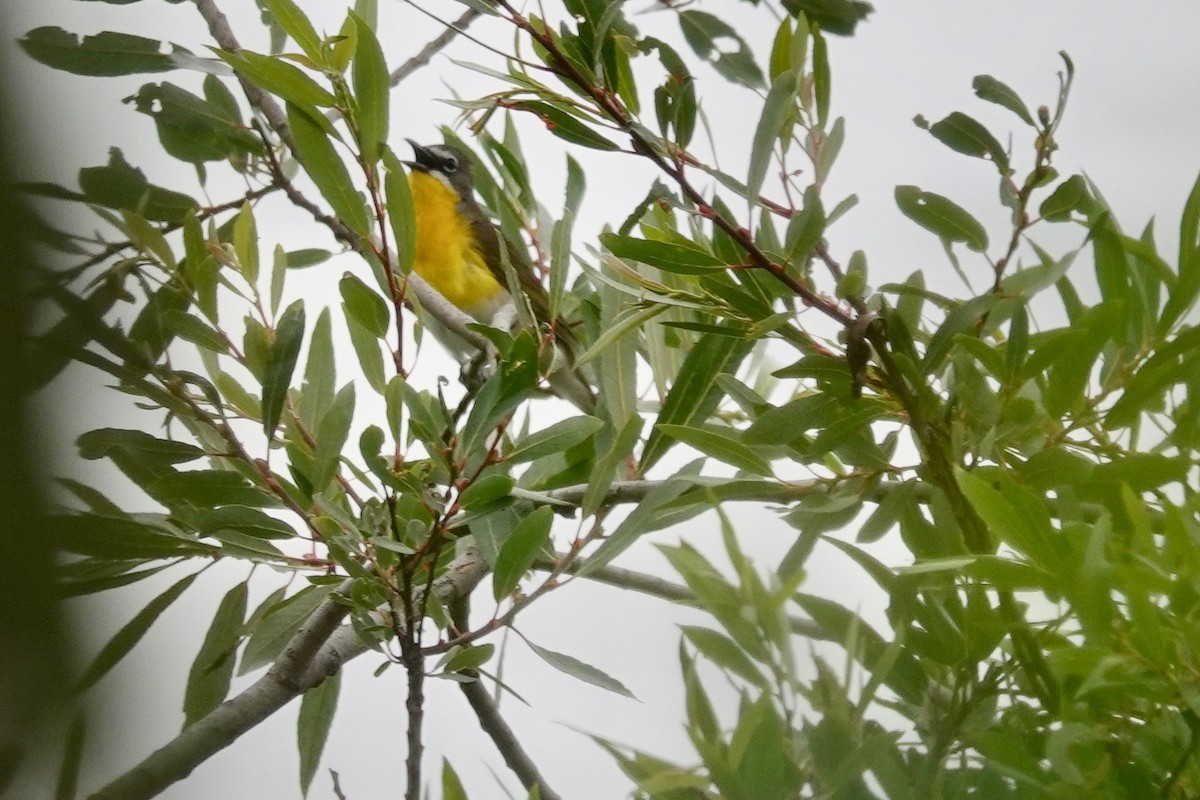 Yellow-breasted Chat - Neepa s