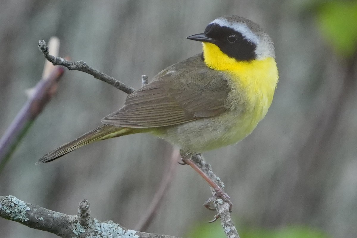 Common Yellowthroat - Emily Mackevicius